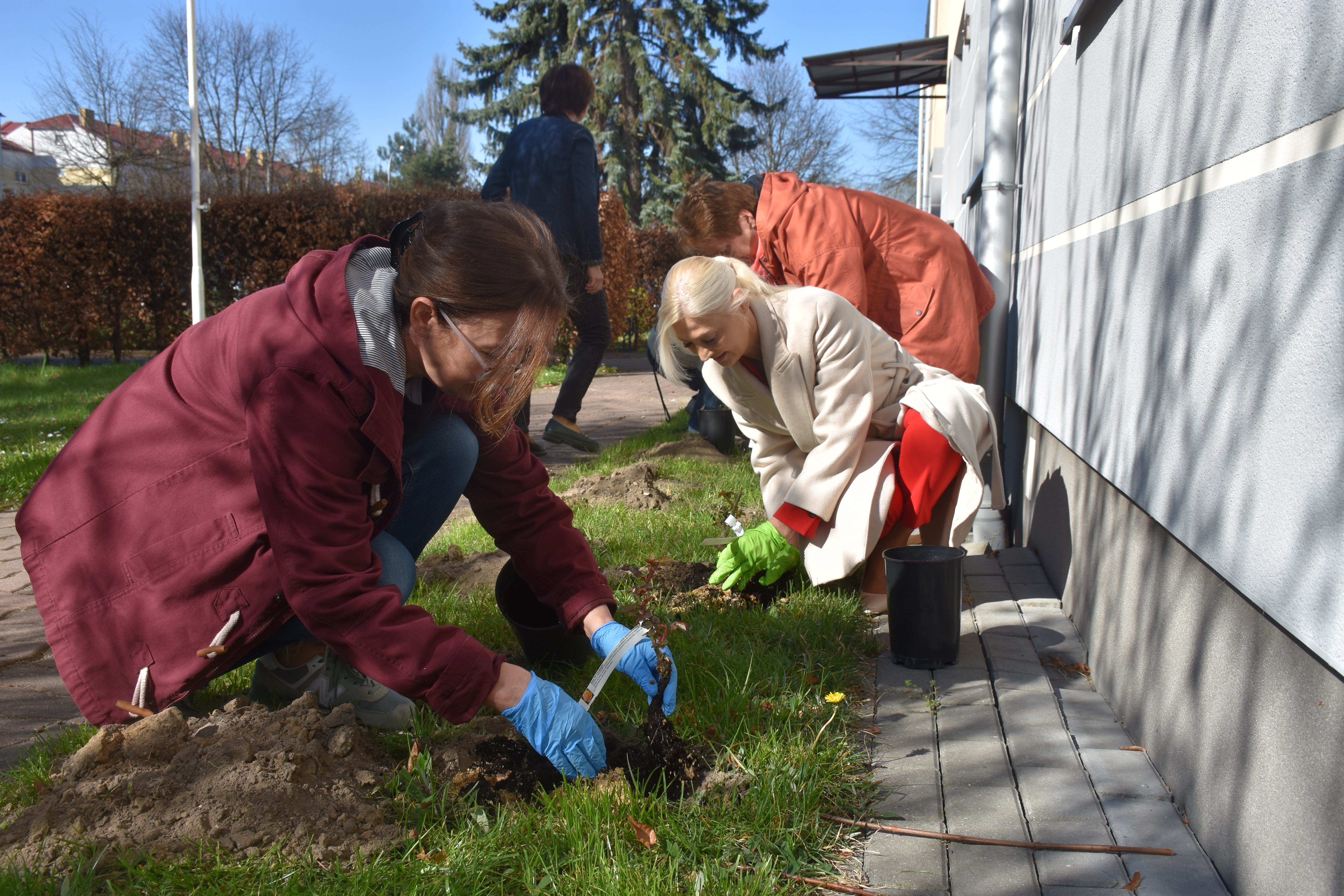 r&oacute;że (10).JPG (11.10 MB)